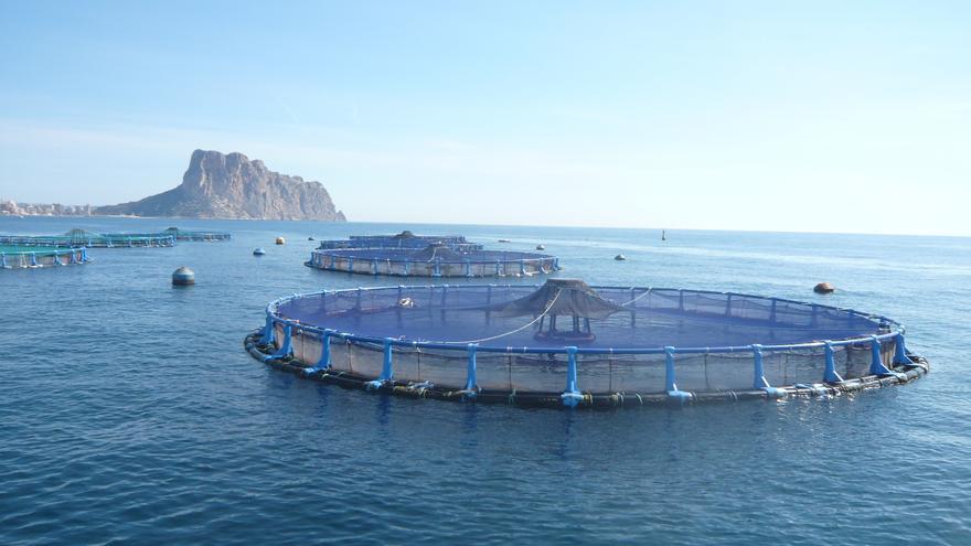 El Consell da vía libre a la macropiscifactoría que producirá en Calp 3.000 toneladas de pescado al año