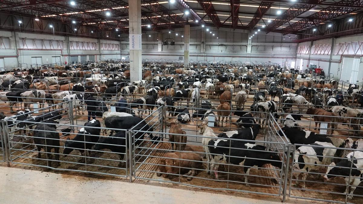 Un instande de la subasta de animales de la Central Agropecuaria de Galicia, en Silleda.
