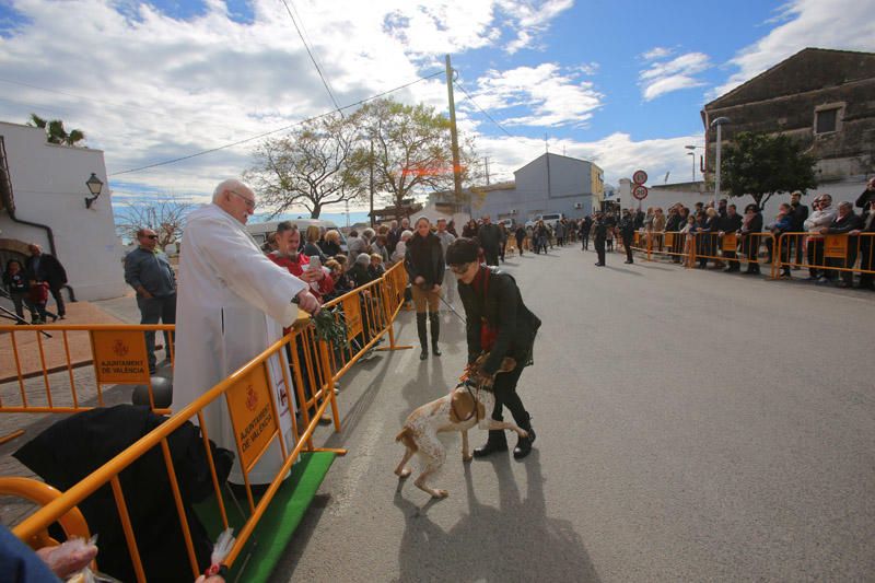 Benidición de animales en la Ermita de Vera y en la Punta