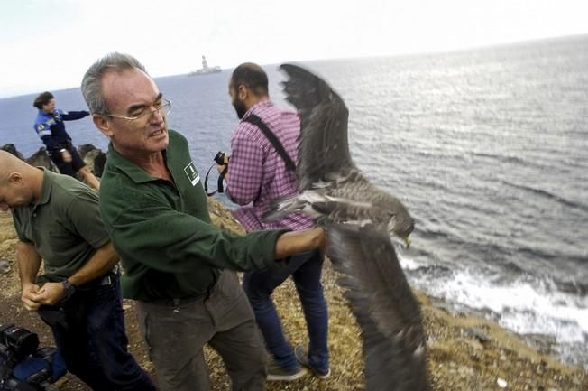 SUELTA DE POLLOS DE PARDELA