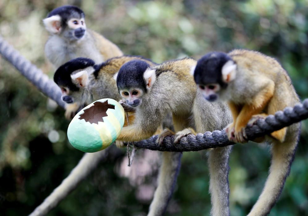 Black capped squirrel monkeys are fed treats ...