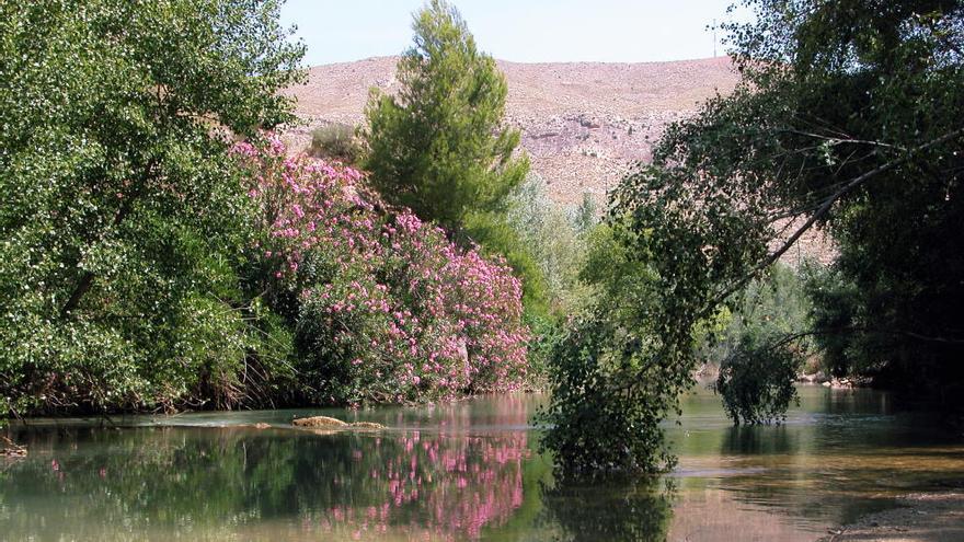 La Reserva de Sotos y los bosques de Ribera en Cañaverosa.