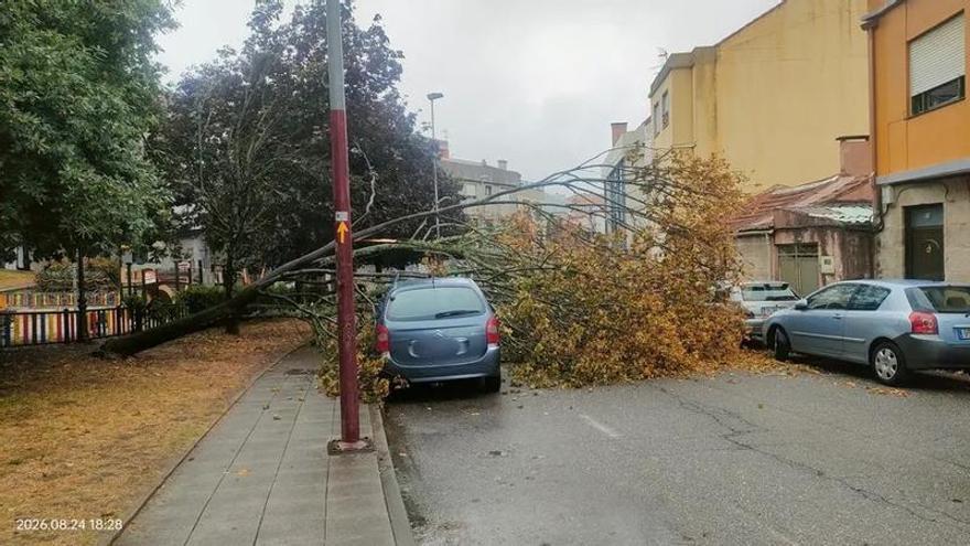 Cae un árbol en San Roque, Vigo