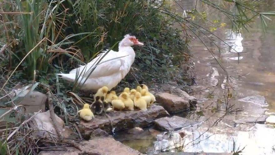 El Peri 18 de Castellón se queda sin patos