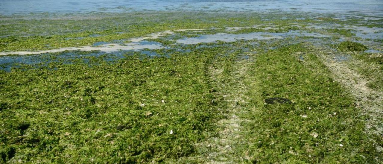 Las algas adelantan su temporada de playa