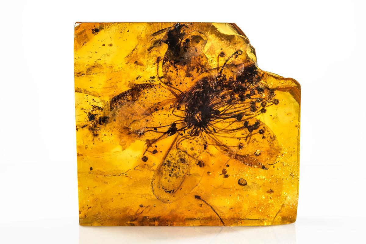 Així ha ‘sobreviscut’ la flor més antiga del món durant gairebé 40 milions d’anys