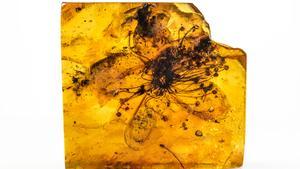 Així ha ‘sobreviscut’ la flor més antiga del món durant gairebé 40 milions d’anys