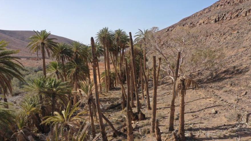 Imagen del palmeral de La Madre del Agua, en vías de desaparición. | | JF OLIVARES