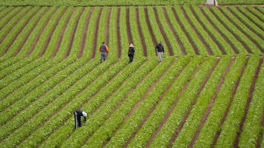 Confirmada la condena de 50 años de cárcel en Sevilla por explotar a rumanos en el campo