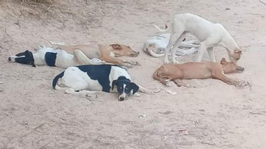 Imagen de perros abandonados publicada por los animalistas.