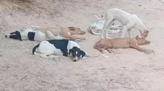 Colectivos animalistas de Ibiza denuncian el abandono de perros en zonas de Sant Josep