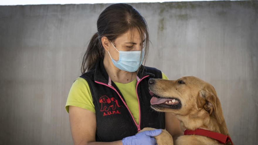 Un desfile 'virtual' y solidario de perros abandonados