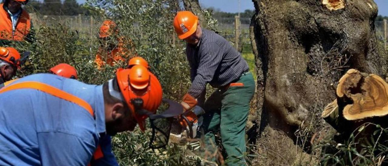 Trabajos de erradicación por la ´Xylella´ en la región italiana de Apulia.