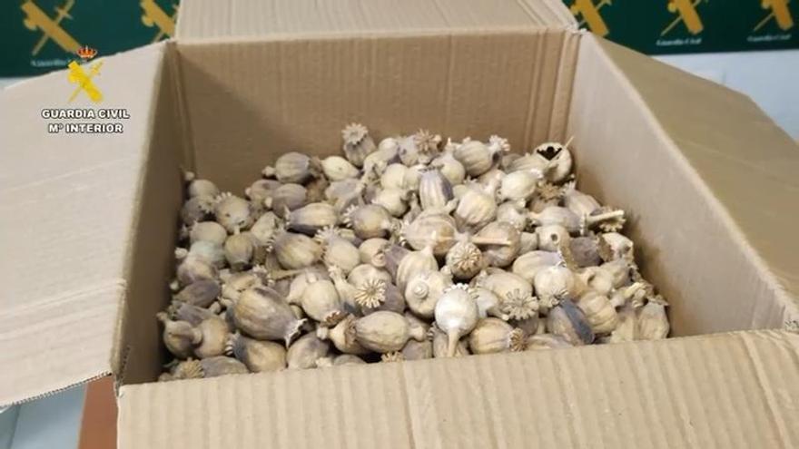 Tres detenidos por tráfico de adormidera en Mallorca