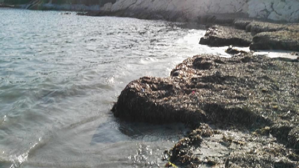 Las playas de la Coveta Fumà, llenas de algas