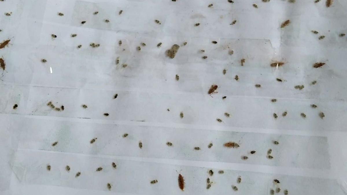 Hoja de papel con los insectos que ha ido pegando la vecina Amelia Carballo para enseñárselos al regidor del distrito.