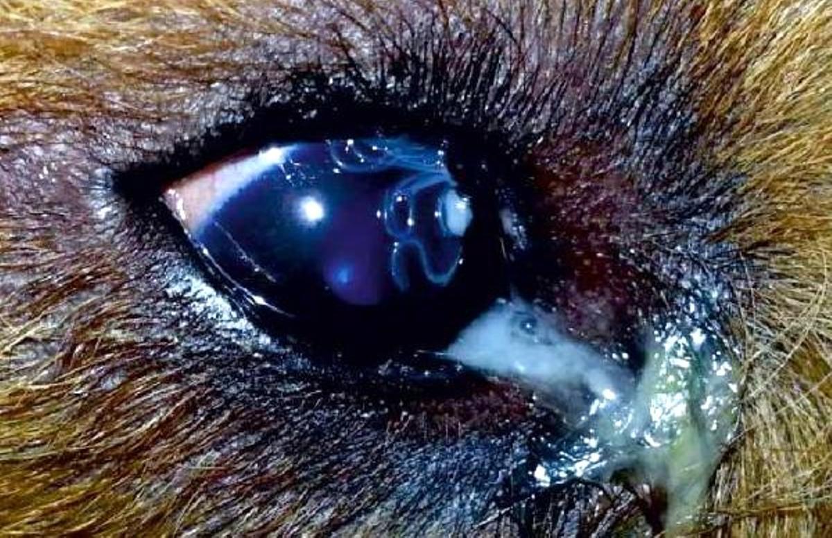 Ourense figura como uno de los focos endémicos en España de este parásito.