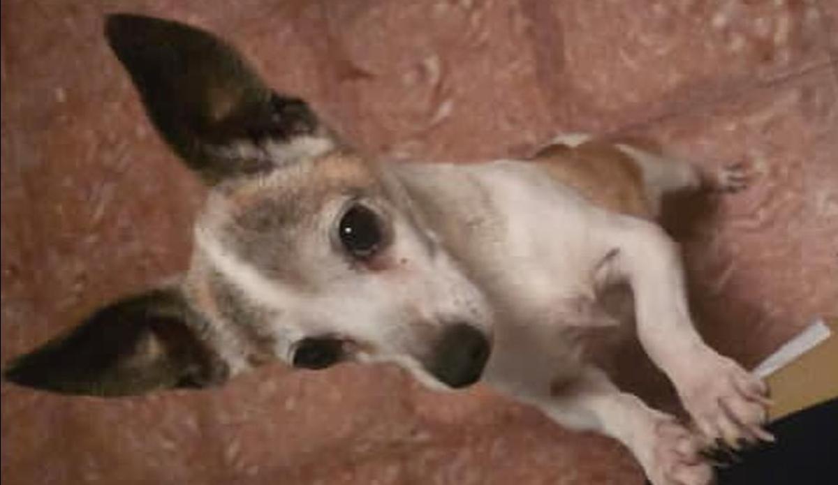 Boli, mascota decapitada en Tenerife.
