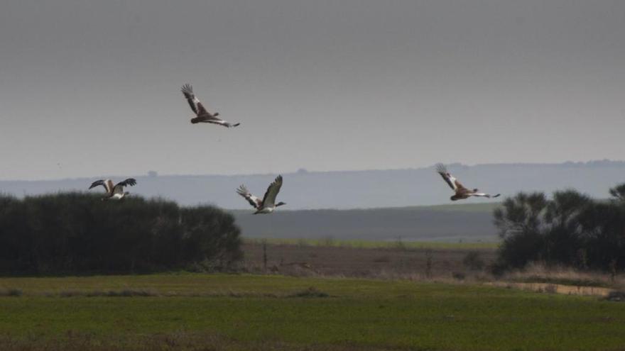 Un grupo de avutardas levanta el vuelo en Tierra de Campos