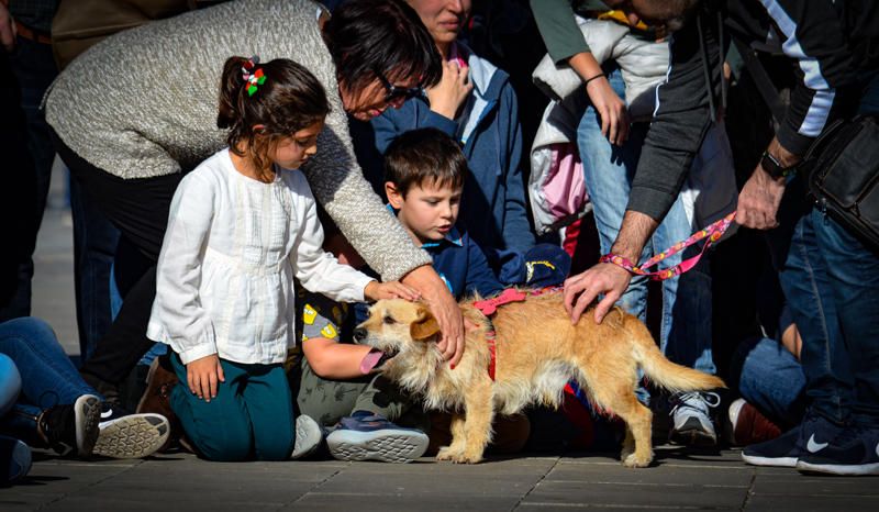 Fundación Bioparc y AUPA celebran el 15º Desfiles de perros abandonados