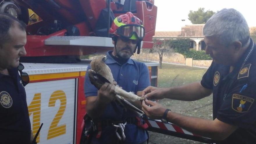 Premio a la policía local de Xàbia por velar por el bienestar animal