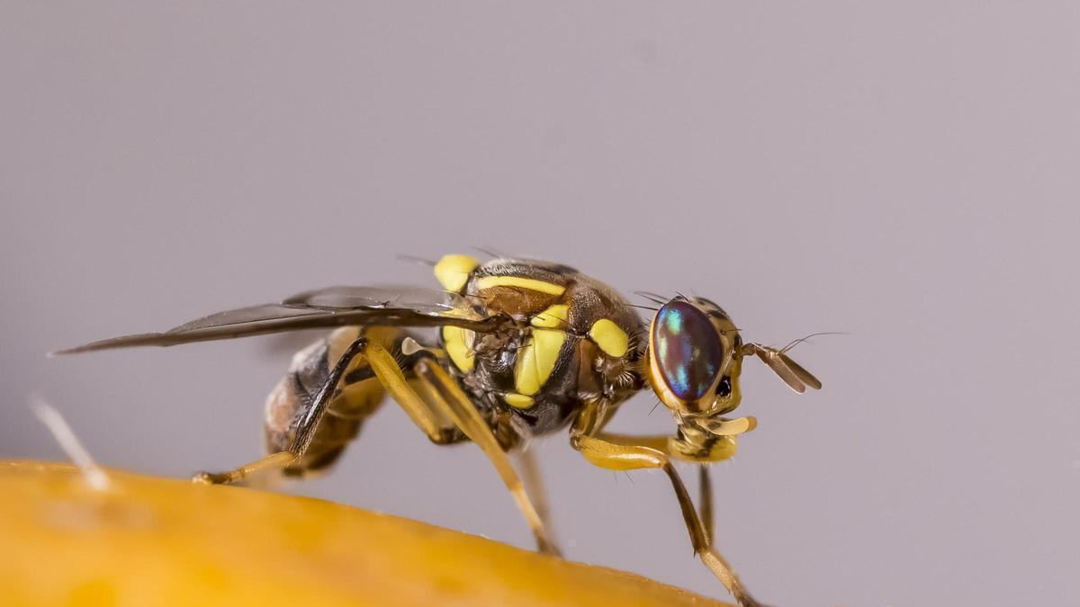 Ejemplar de la 'Bactrocera dorsalis', que ataca a frutas y hortalizas y propaga las plaga.