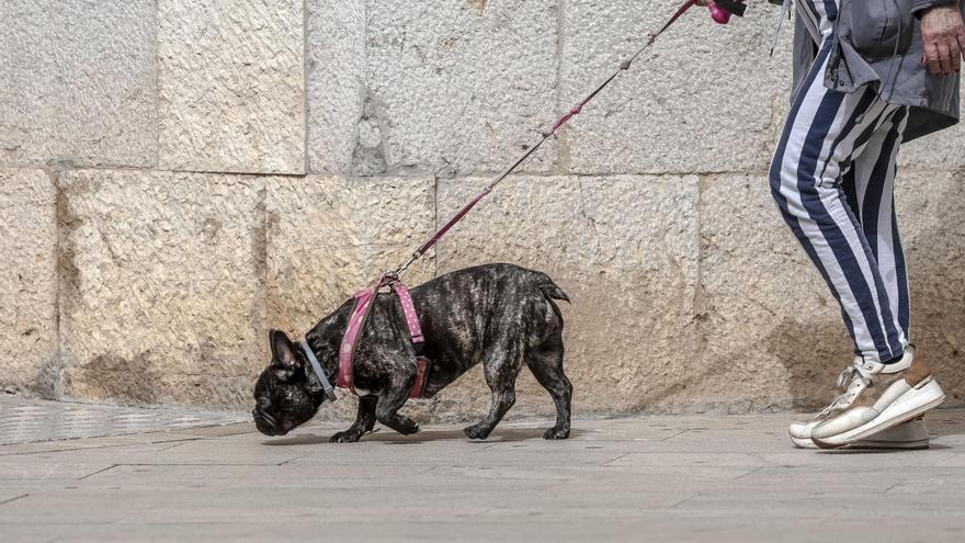 Más castigo por aparcar mal o dejar excrementos de perro en la vía pública en Palma