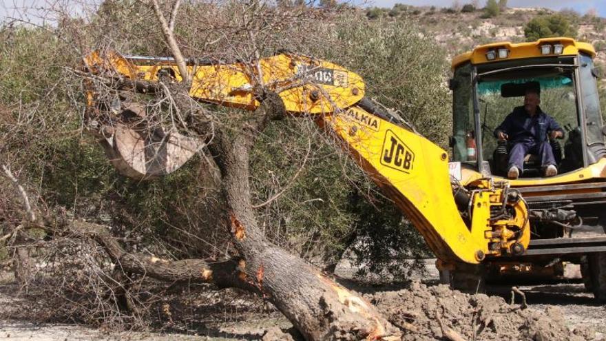 Los tribunales avalan la política de arranque de árboles con Xylella que aplica el Consell