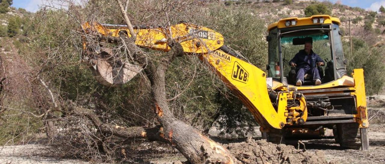 Los tribunales avalan la política de arranque de árboles con Xylella que aplica el Consell