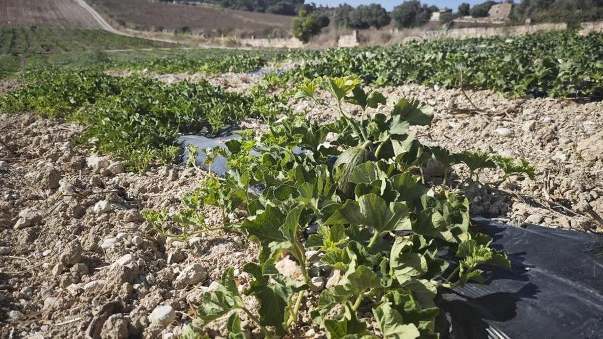 Melones sembrados en la finca de los Munar.