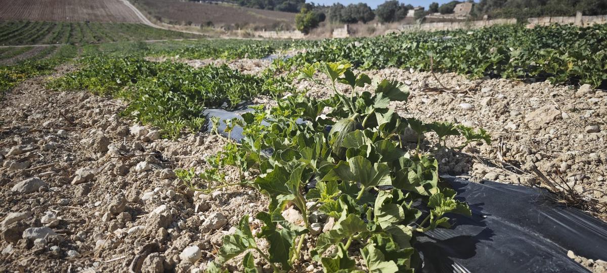 Melones sembrados en la finca de los Munar.