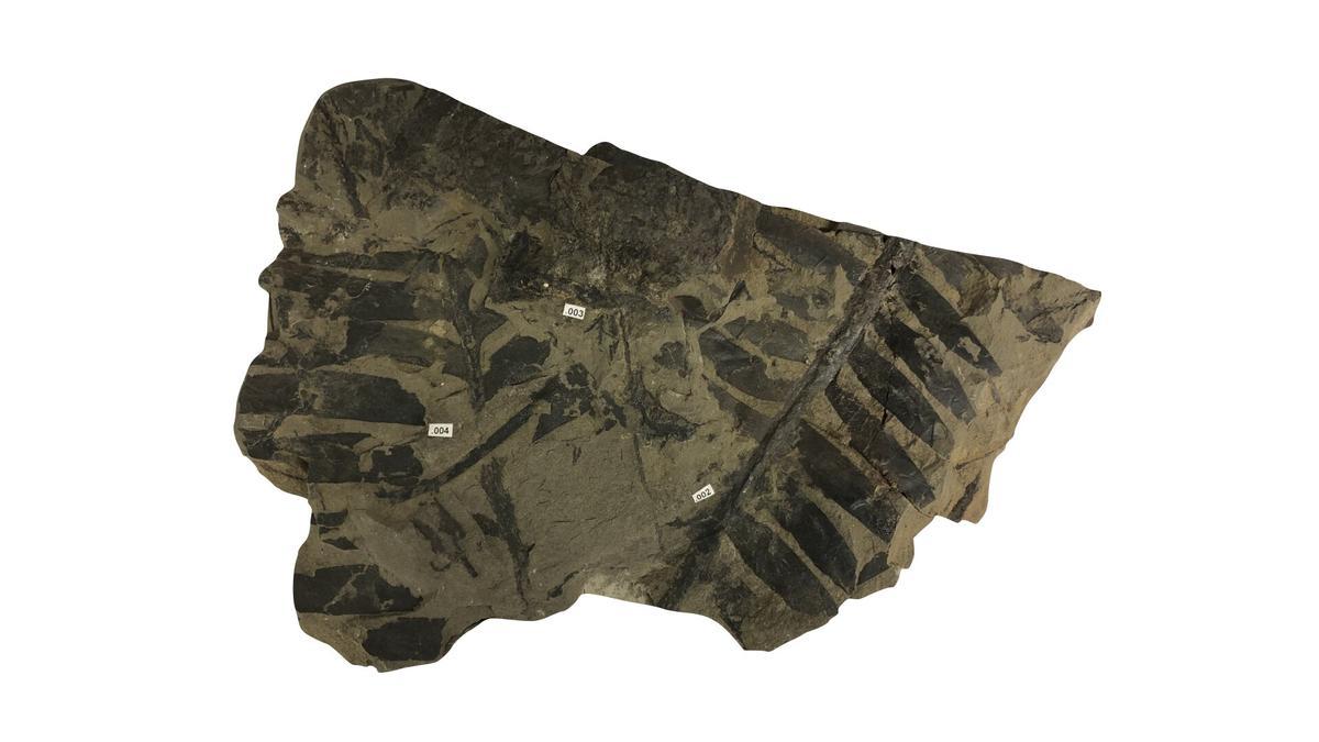 Un espécimen de cícada fosilizada, del que se tomaron muestras en busca de isótopos de nitrógeno, que indicarían la atmósfera en la que creció.