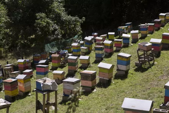 La cosecha de miel en Asturias será un 20% inferior este año debido a la sequía
