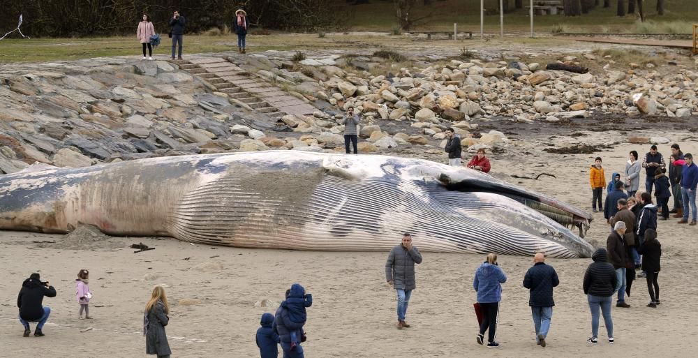 El alcalde del municipio coruñés ha asegurado que cuando se retire el cuerpo de 16 metros del cetáceo se conservará el esqueleto en el museo local.