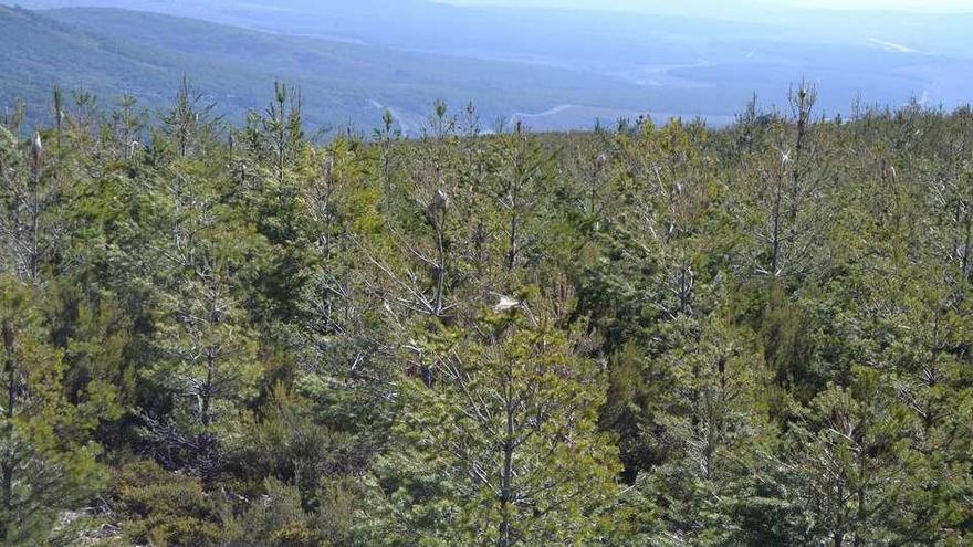 Los nidos de procesionaria aparecen en gran parte de los pinos plantados en la sierra de Escuredo y Doney.