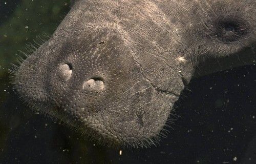 Un manatí rescatado en el zoo Tampa's Lowry de Florida