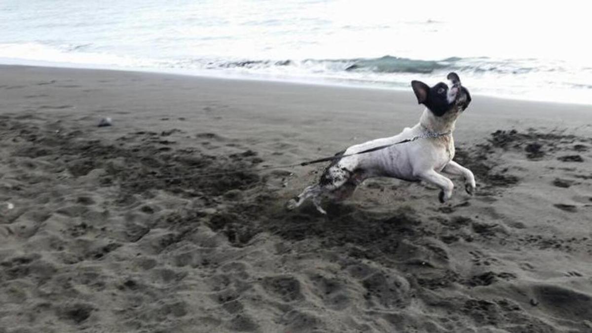 Un perro en una playa en una imagen de archivo.