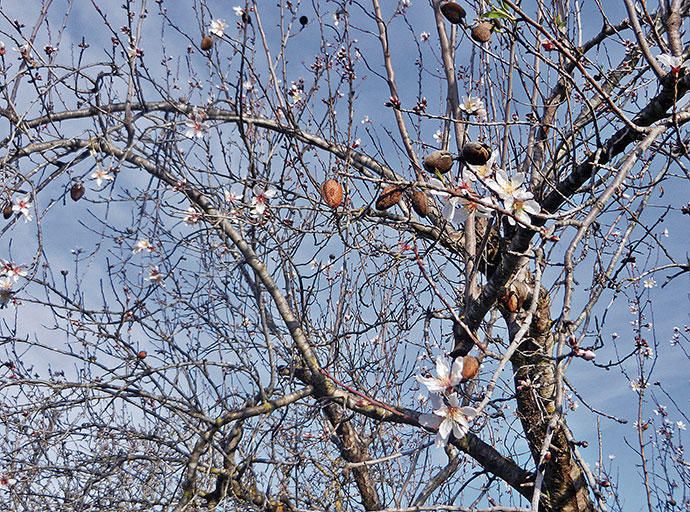 So schön blüht die Mandelblüte