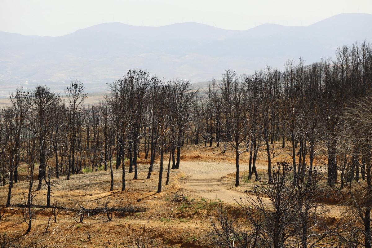 En imágenes | Así está Ateca un año después del incendio forestal que afectó a 14.000 hectáreas En imágenes | Así está Ateca un año después del incendio forestal que afectó a 14.000 hectáreas