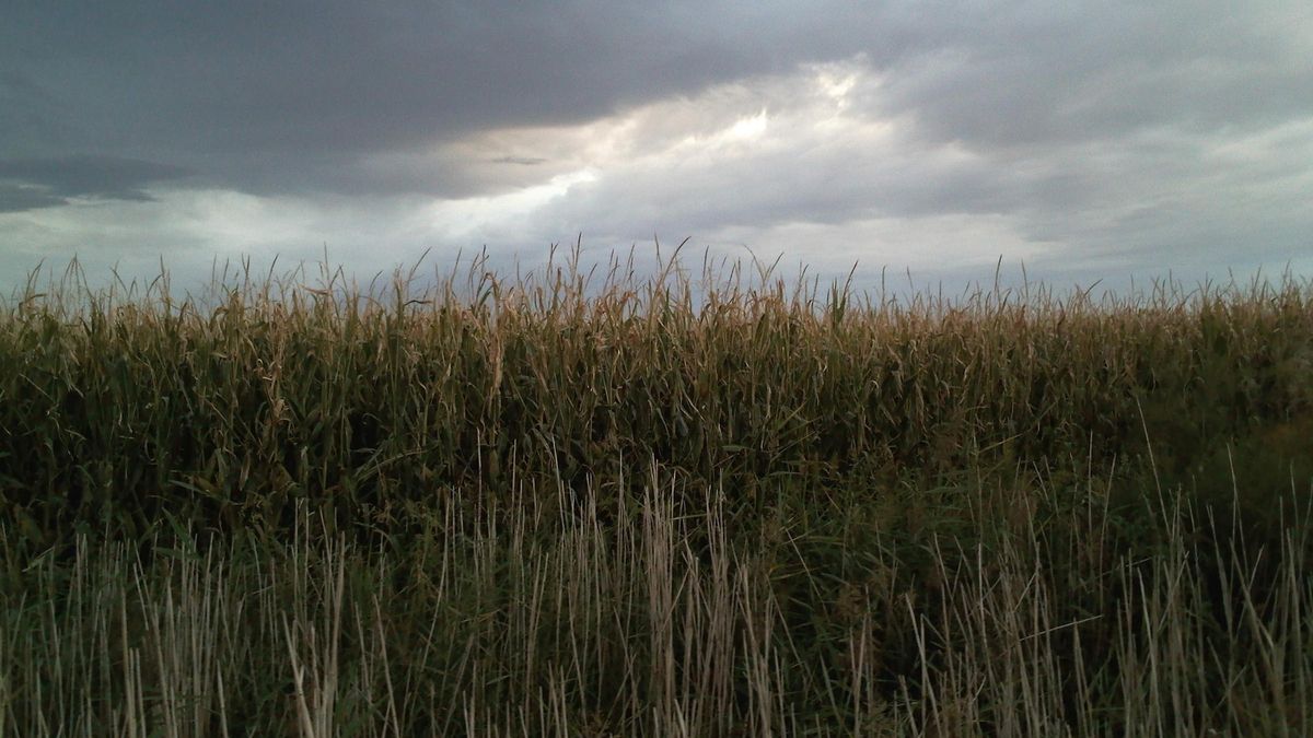 Campo de maíz.