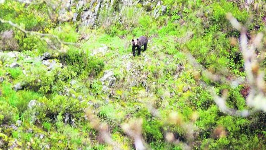 Uno de los cuatro osos que estos días se alimentan en los alrededores de Fondos de Vega.