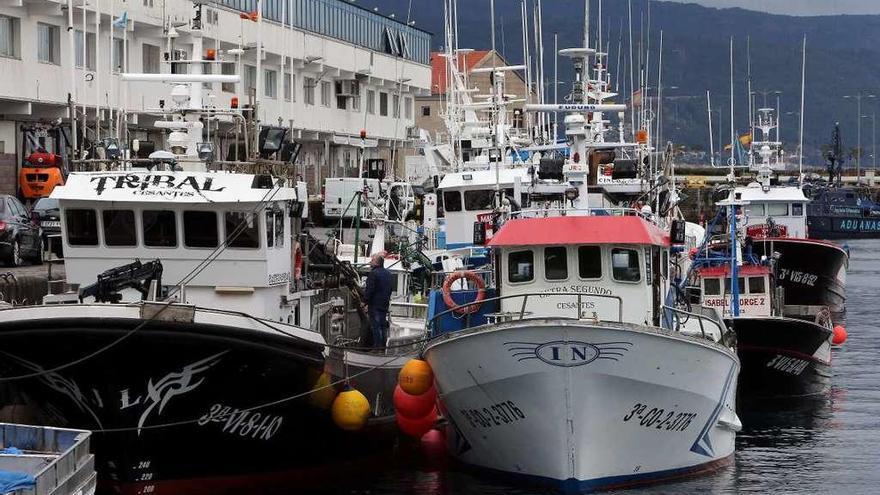 Cerqueros amarrados en el puerto vigués a la espera de comenzar la campaña de este año. // Marta G. Brea