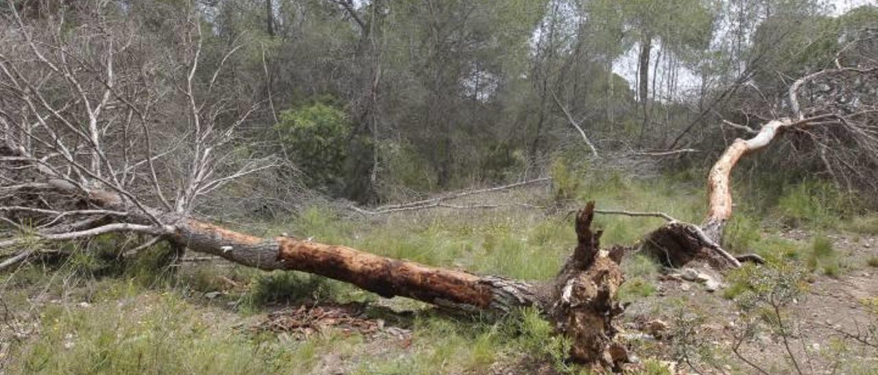 En varias zonas de la Vallesa se encuentran árboles muertos y ramas secas que han caído y que todavía no han sido retirados.