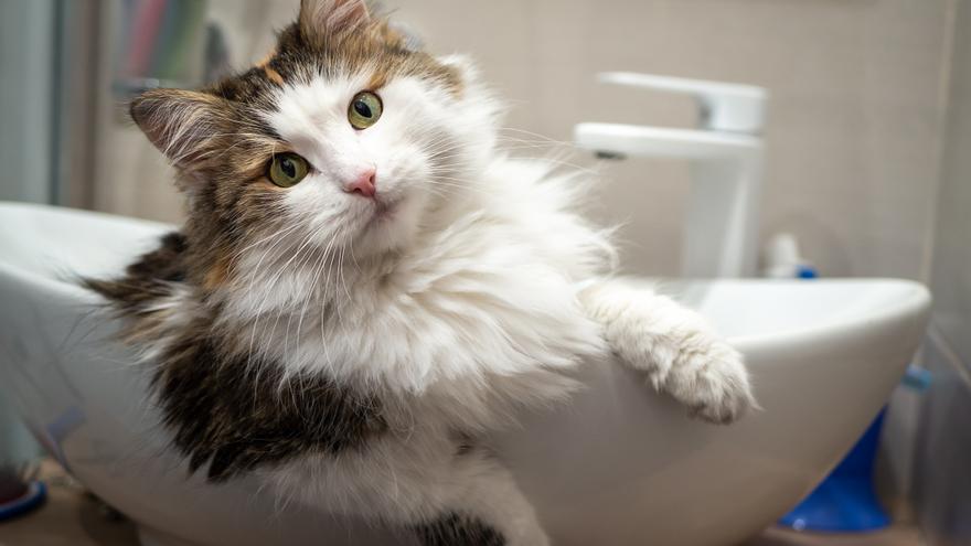 ¿Por qué tu gato te sigue al baño? Revelamos los 6 motivos ocultos