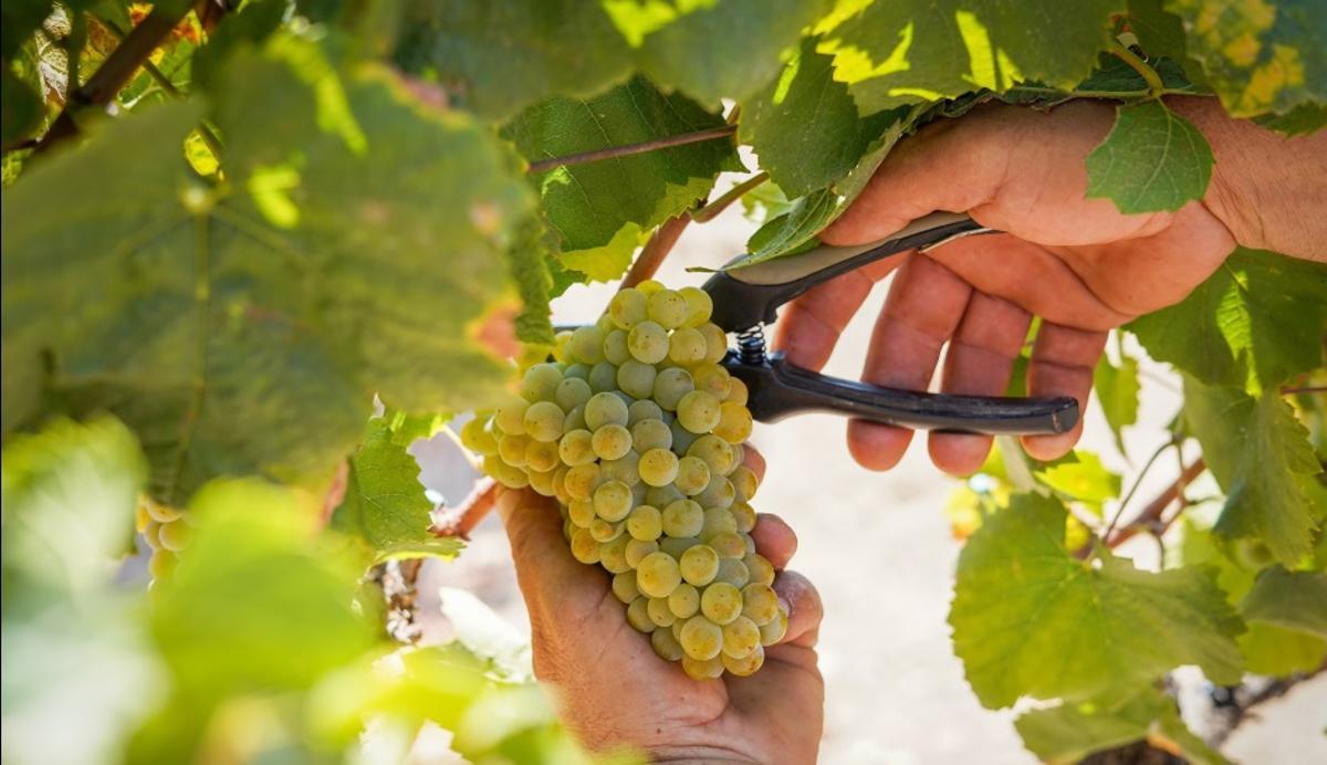 La elaboración se basa en un cuidado proceso de control, desde el viñedo hasta la bodega.