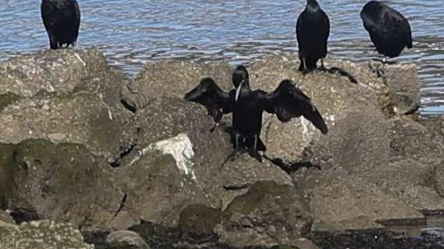 Un grupo de aves en la charca de Zeluán; a la derecha, Álvarez señala el panel de especies típicas en la zona de San Balandrán.