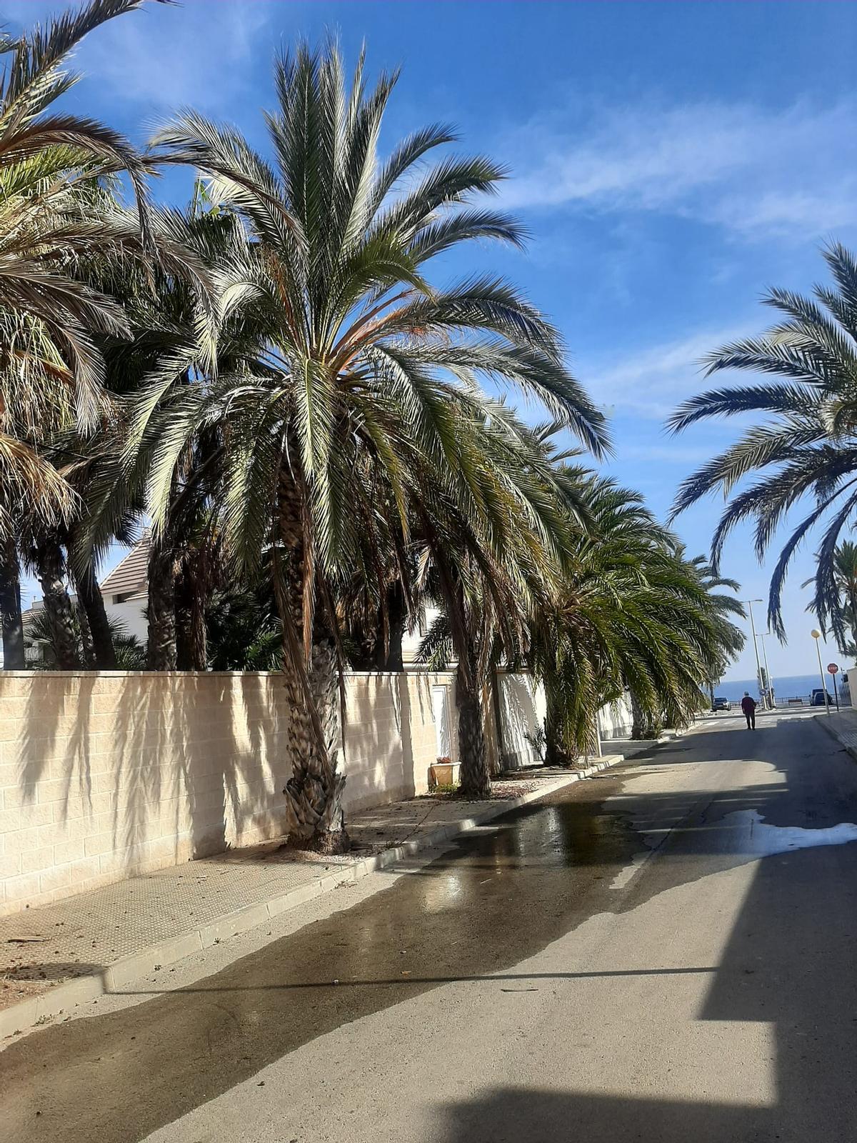 Palmeras sin podar en una avenida que da acceso a la playa.