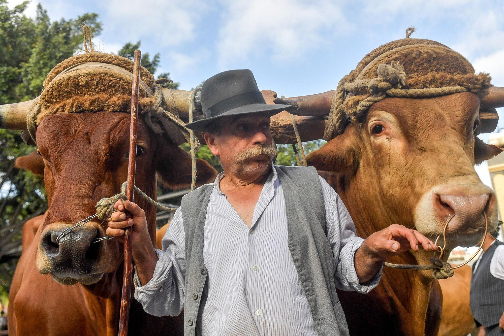 Romería de San Juan en Telde