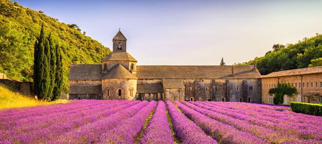 Campos de Lavanda