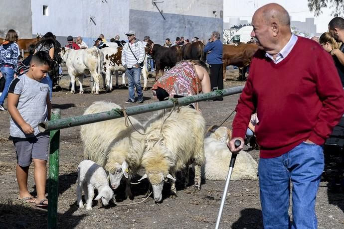 08-12-19 GRAN CANARIA. JINAMAR. JINAMAR. TELDE. Fiesta de la Inmaculade Concepcion y de la Caña Dulce de Jinamar, feria de ganado, procesión.. Fotos: Juan Castro.  | 08/12/2019 | Fotógrafo: Juan Carlos Castro